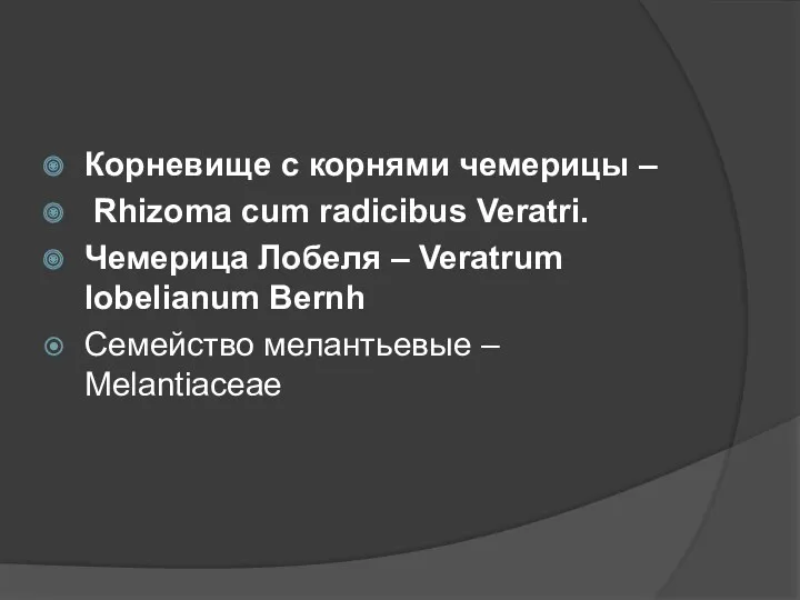 Корневище с корнями чемерицы – Rhizoma cum radicibus Veratri. Чемерица Лобеля – Veratrum