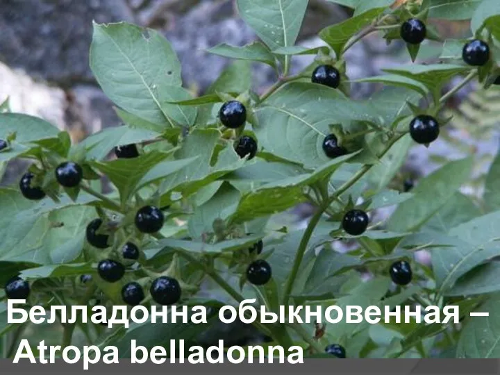 Белладонна обыкновенная – Atropa belladonna