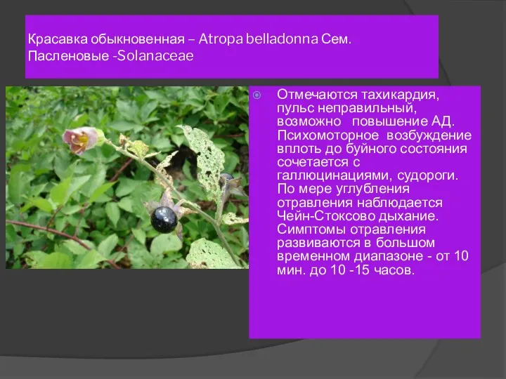 Красавка обыкновенная – Atropa belladonna Сем. Пасленовые -Solanaceae Отмечаются тахикардия, пульс неправильный, возможно