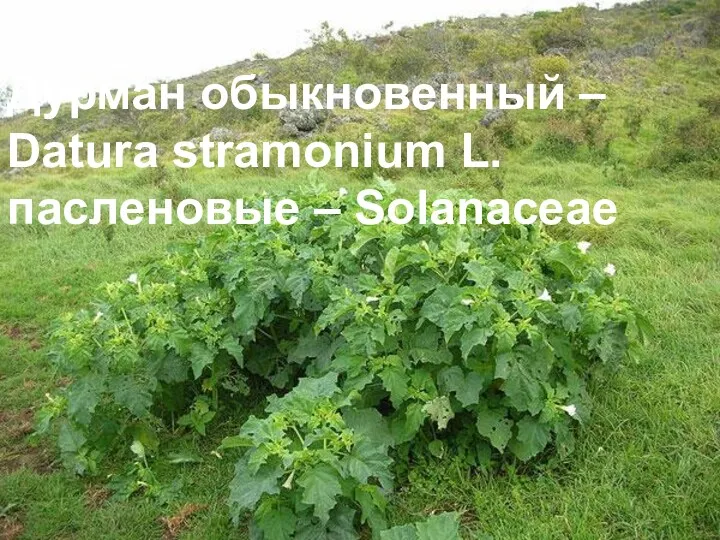 Дурман обыкновенный – Datura stramonium L. пасленовые – Solanaceae