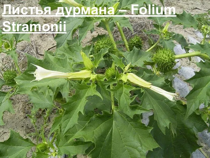 Листья дурмана – Folium Stramonii