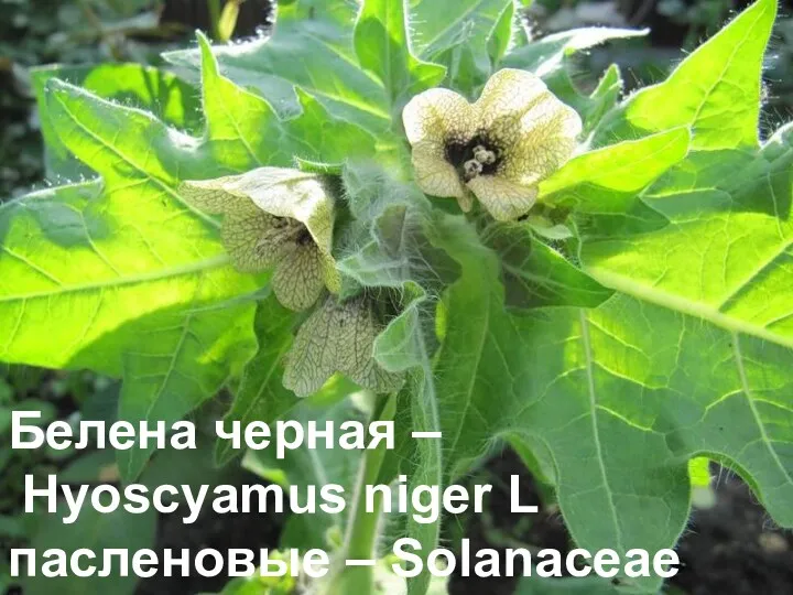 Белена черная – Hyoscyamus niger L пасленовые – Solanaceae