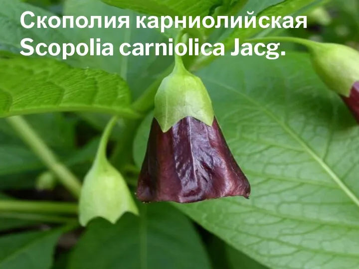 Скополия карниолийская Scopolia carniolica Jacg.
