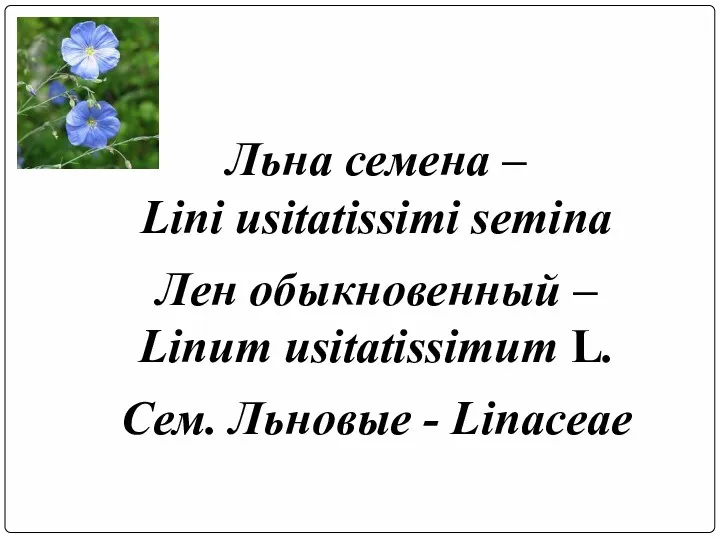 Льна семена – Lini usitatissimi semina Лен обыкновенный – Linum usitatissimum L. Сем. Льновые - Linaceae