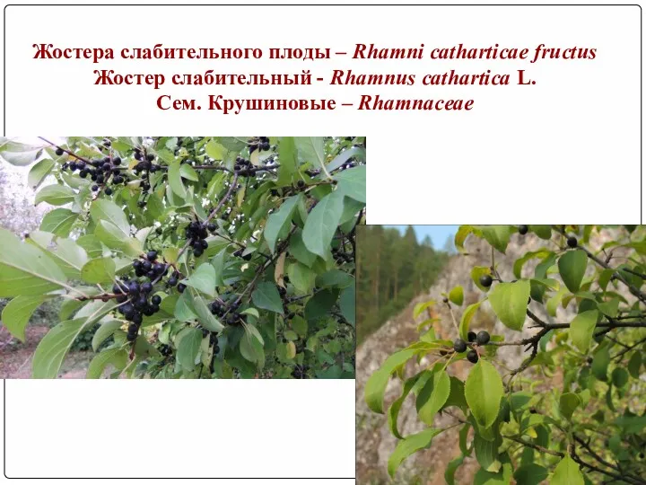 Жостера слабительного плоды – Rhamni catharticae fructus Жостер слабительный -