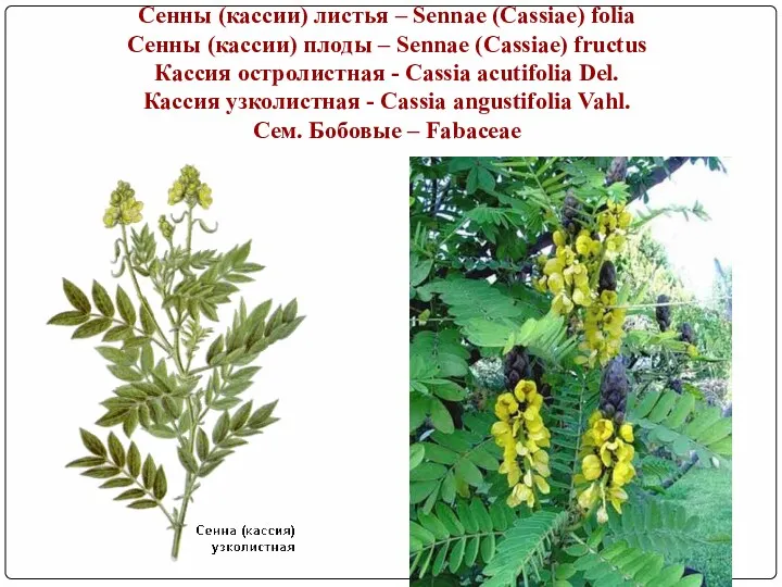 Сенны (кассии) листья – Sennae (Cassiae) folia Сенны (кассии) плоды