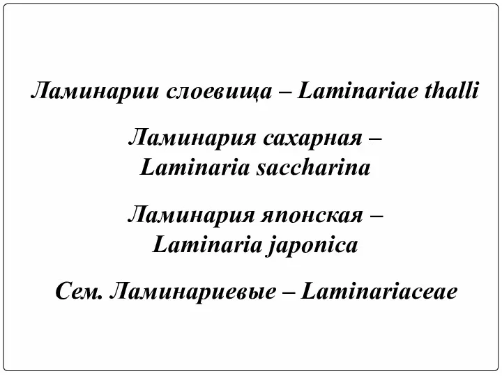 Ламинарии слоевища – Laminariae thalli Ламинария сахарная – Laminaria saccharina