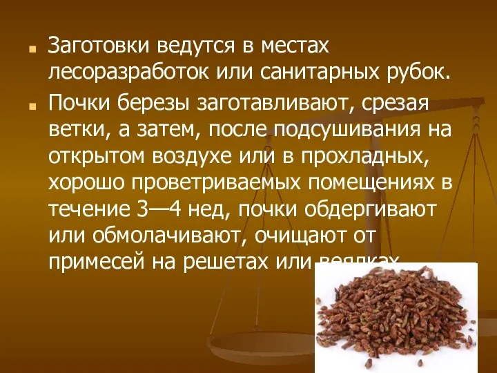 Заготовки ведутся в местах лесоразработок или санитарных рубок. Почки березы