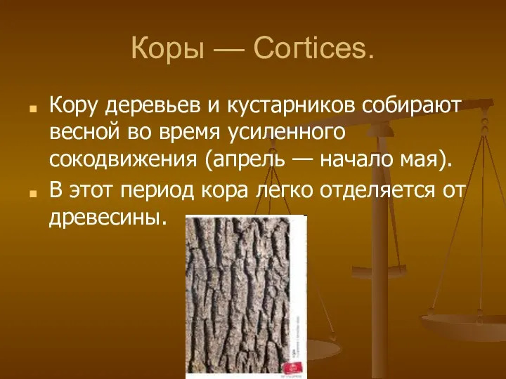 Коры — Согtices. Кору деревьев и кустарников собирают весной во