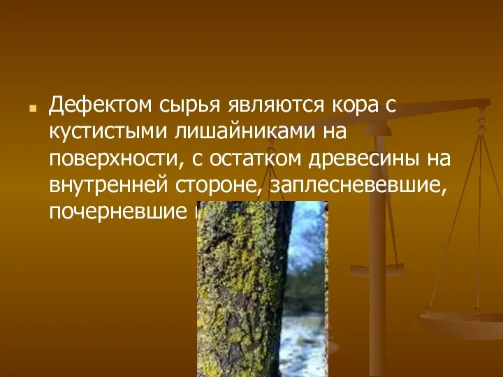 Дефектом сырья являются кора с кустистыми лишайниками на поверхности, с