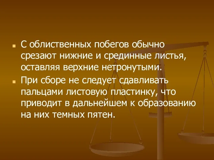 С облиственных побегов обычно срезают нижние и срединные листья, оставляя