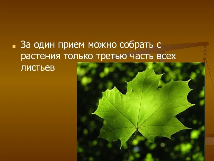 За один прием можно собрать с растения только третью часть всех листьев