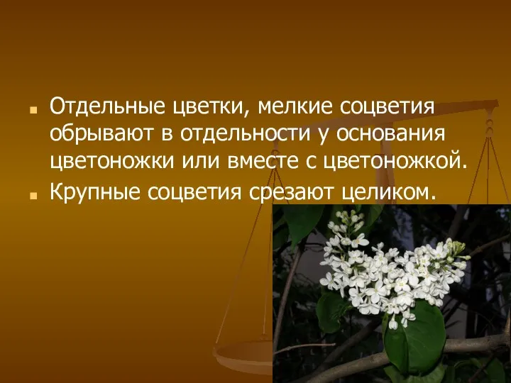 Отдельные цветки, мелкие соцветия обрывают в отдельности у основания цветоножки