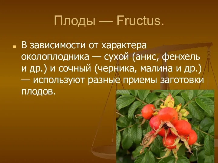 Плоды — Fructus. В зависимости от характера околоплодника — сухой