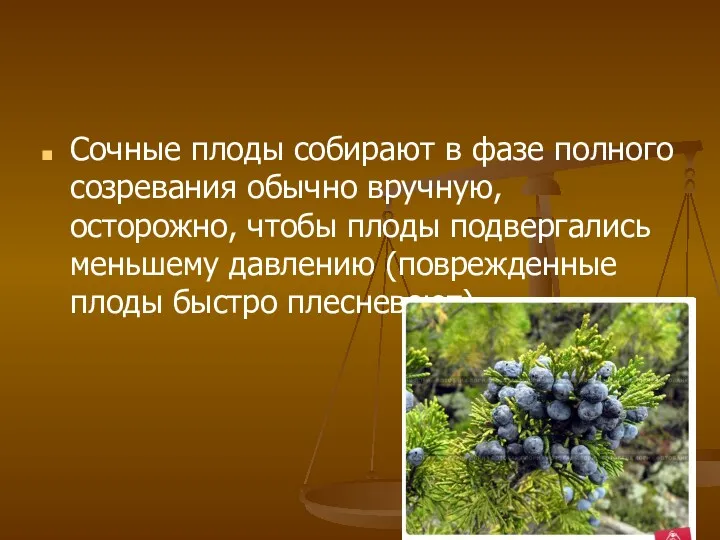 Сочные плоды собирают в фазе полного созревания обычно вручную, осторожно,