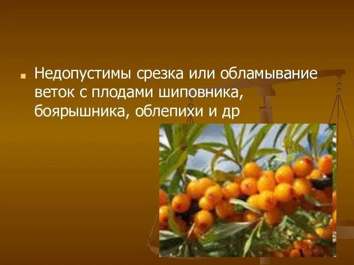 Недопустимы срезка или обламывание веток с плодами шиповника, боярышника, облепихи и др