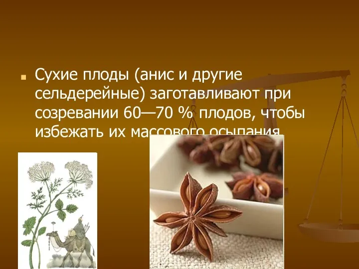 Сухие плоды (анис и другие сельдерейные) заготавливают при созревании 60—70