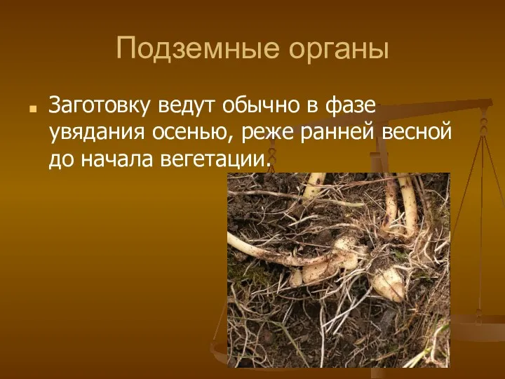 Подземные органы Заготовку ведут обычно в фазе увядания осенью, реже ран­ней весной до начала вегетации.