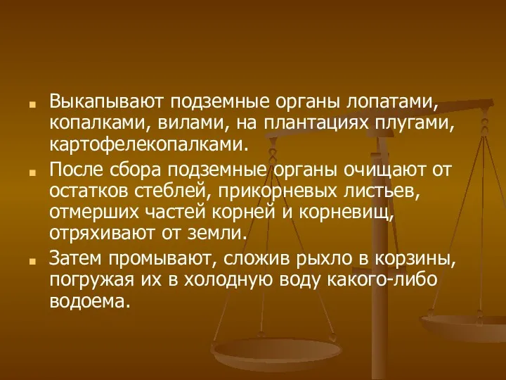 Выкапывают подземные органы лопатами, копалками, вилами, на плантациях плугами, картофелекопалками.