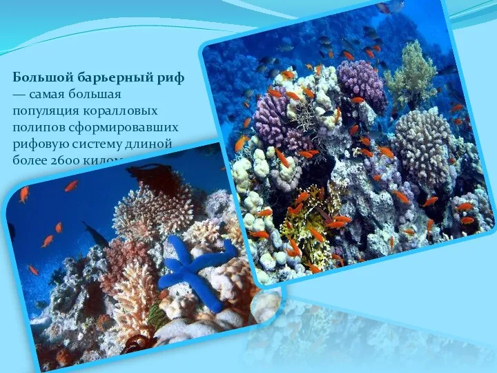 Большой барьерный риф — самая большая популяция коралловых полипов сформировавших рифовую систему длиной более 2600 километров.