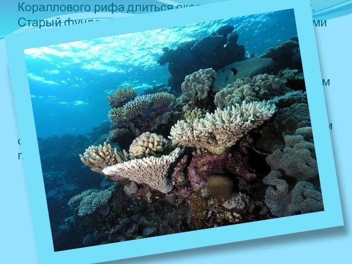 История происхождения Современная история развития Большого Кораллового рифа длиться около