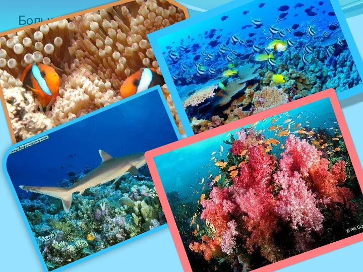 Большой барьерный риф является одной из самых разнообразных экосистем в