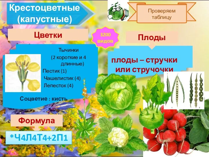 Крестоцветные (капустные) Цветки Формула плоды – стручки или стручочки Плоды