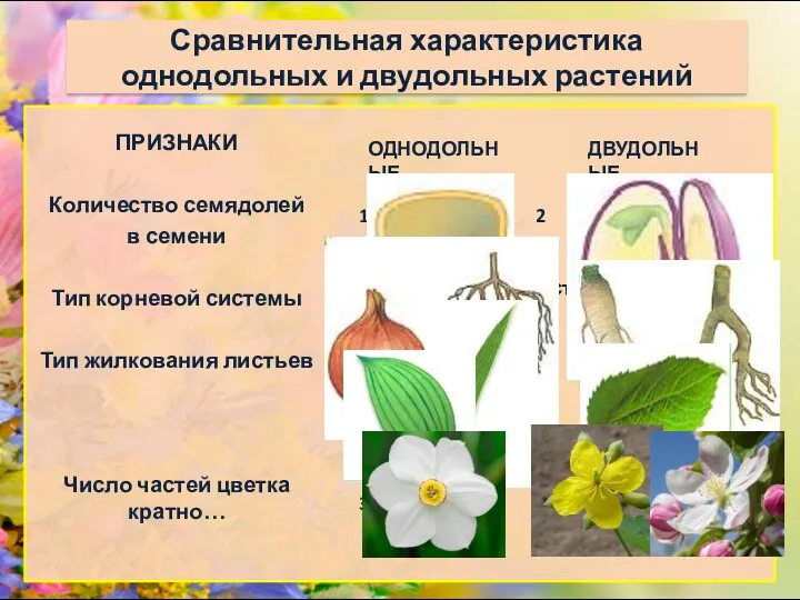 Сравнительная характеристика однодольных и двудольных растений ПРИЗНАКИ Количество семядолей в