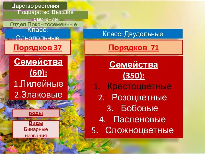 Царство растения Подцарство Высшие растения Отдел Покрытосеменные Класс: Однодольные Класс: