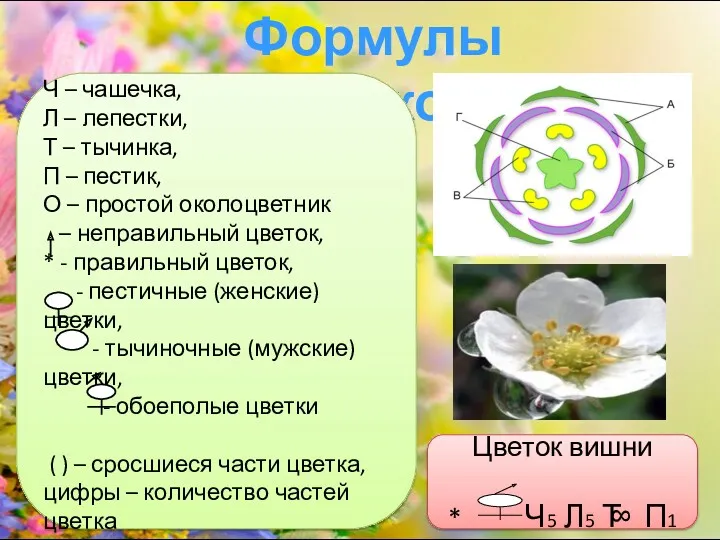 Формулы цветков