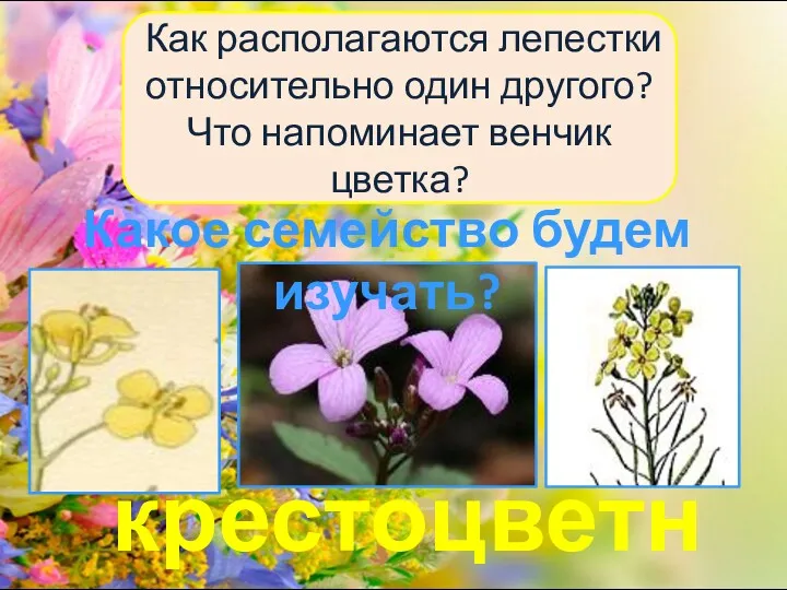 Как располагаются лепестки относительно один другого? Что напоминает венчик цветка? крестоцветные Какое семейство будем изучать?