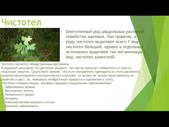 Чистотел Олиготипный род двудольных растений семейства маковые. Как правило, в