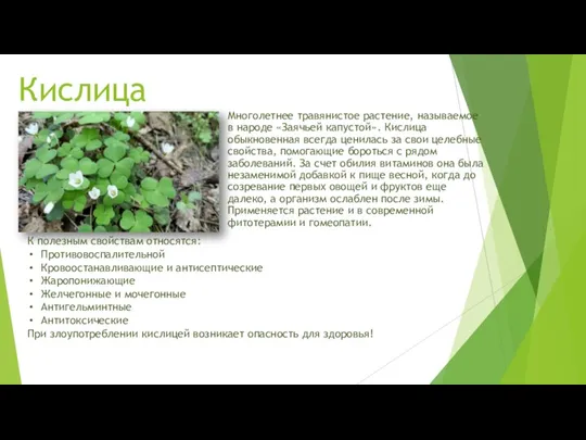 Кислица Многолетнее травянистое растение, называемое в народе «Заячьей капустой». Кислица