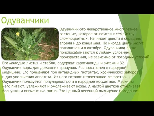 Одуванчики Одуванчик-это лекарственное многолетнее растение, которое относится к семейству сложноцветных.