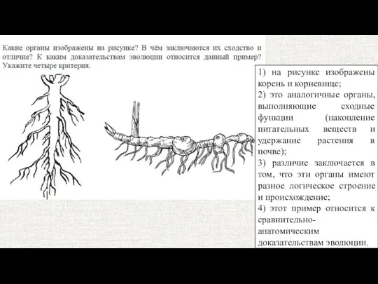 1) на рисунке изображены корень и корневище; 2) это аналогичные