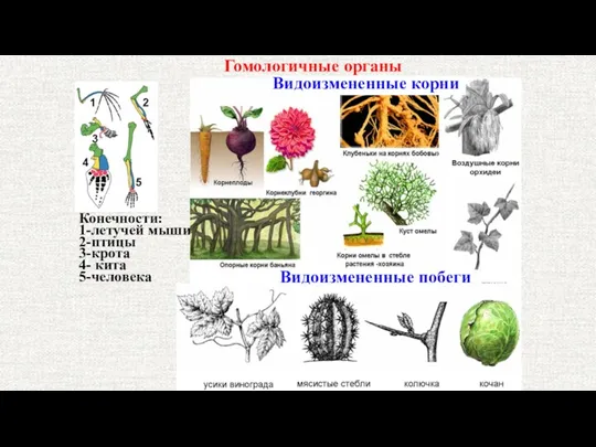 Гомологичные органы Конечности: 1-летучей мыши 2-птицы 3-крота 4- кита 5-человека Видоизмененные корни Видоизмененные побеги