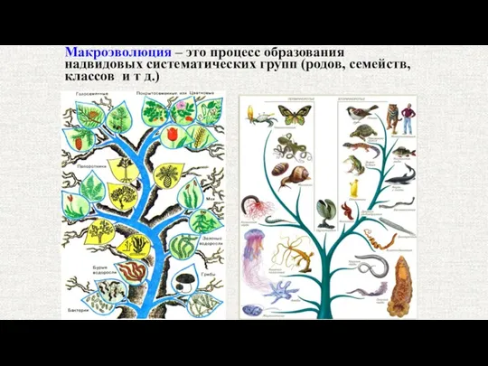 Макроэволюция – это процесс образования надвидовых систематических групп (родов, семейств, классов и т д.)