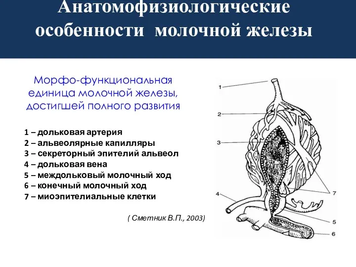 Морфо-функциональная единица молочной железы, достигшей полного развития 1 – дольковая