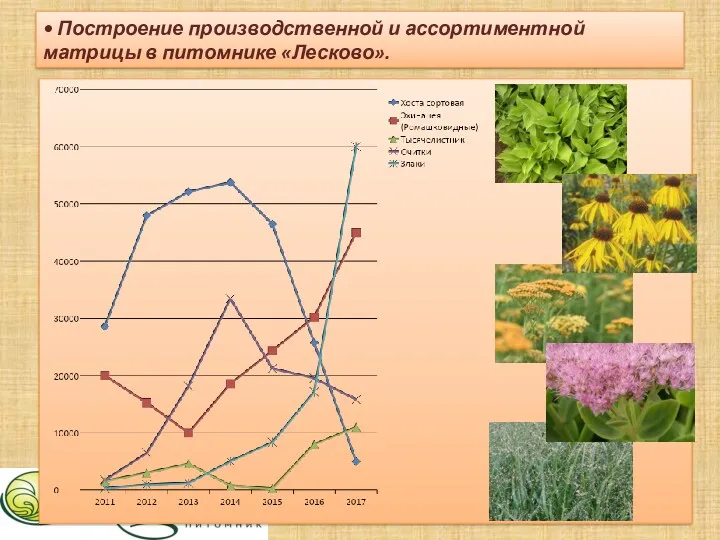 • Построение производственной и ассортиментной матрицы в питомнике «Лесково».