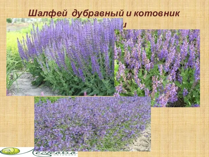 Шалфей дубравный и котовник фаассени