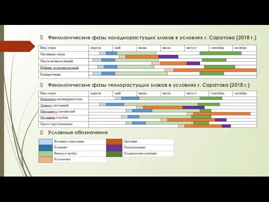 Фенологические фазы холоднорастущих злаков в условиях г. Саратова (2018 г.)