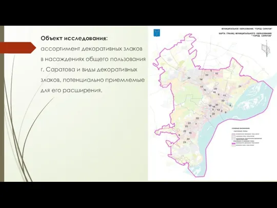 Объект исследования: ассортимент декоративных злаков в насаждениях общего пользования г.