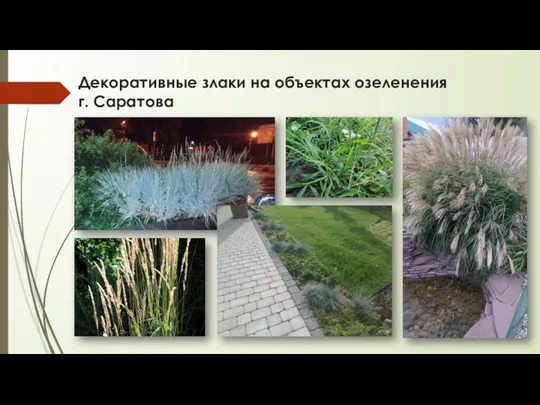 Декоративные злаки на объектах озеленения г. Саратова