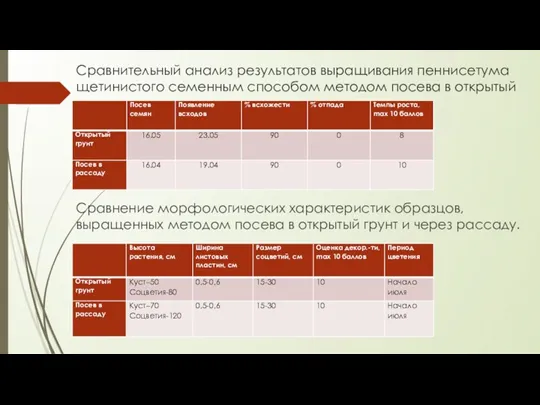 Сравнительный анализ результатов выращивания пеннисетума щетинистого семенным способом методом посева