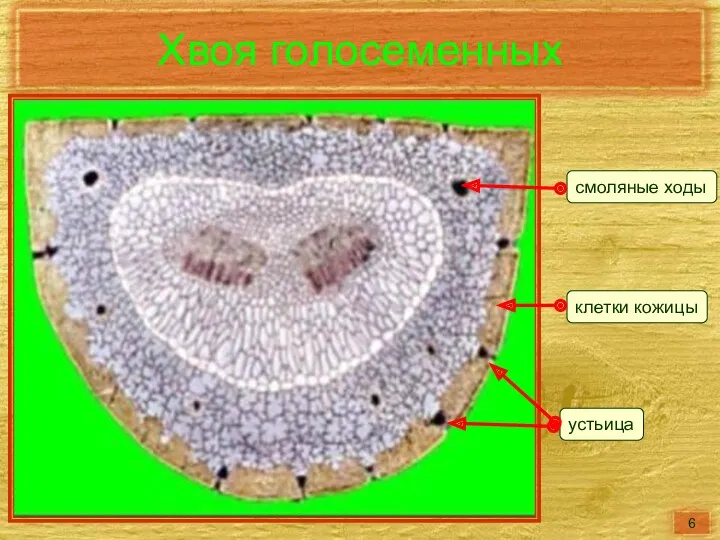 Хвоя голосеменных