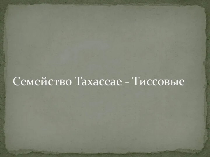 Семейство Taxaceae - Тиссовые