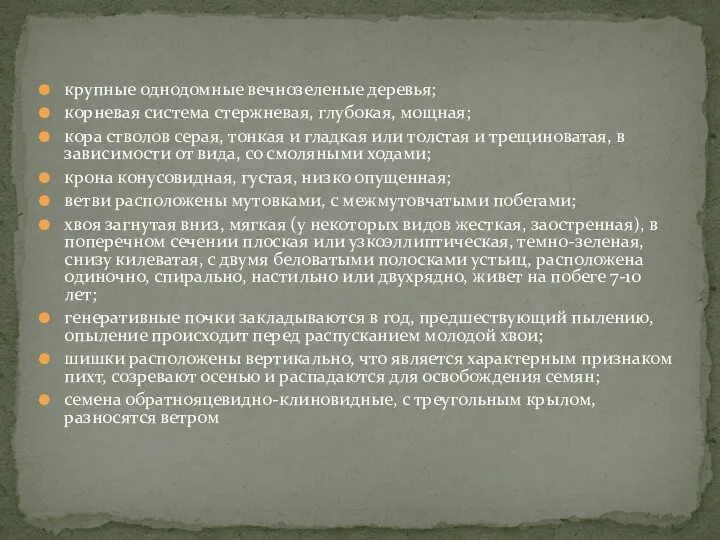 крупные однодомные вечнозеленые деревья; корневая система стержневая, глубокая, мощная; кора