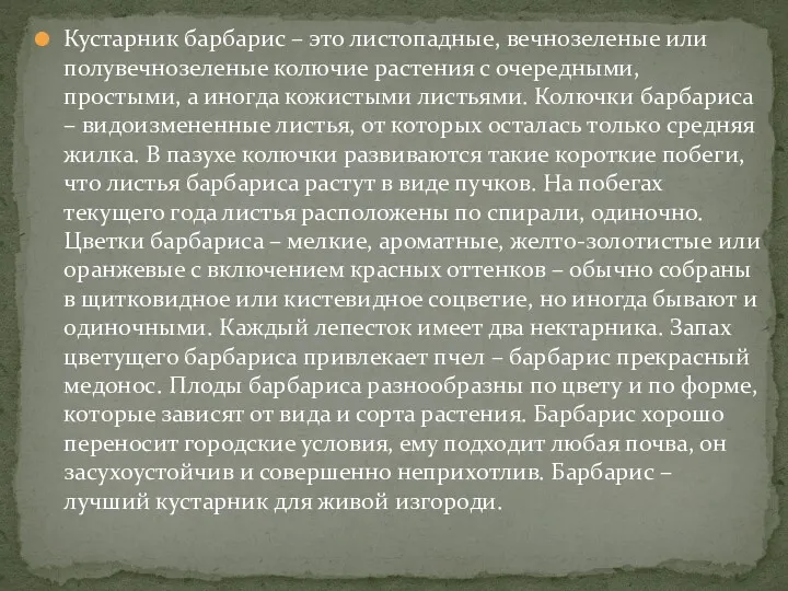 Кустарник барбарис – это листопадные, вечнозеленые или полувечнозеленые колючие растения