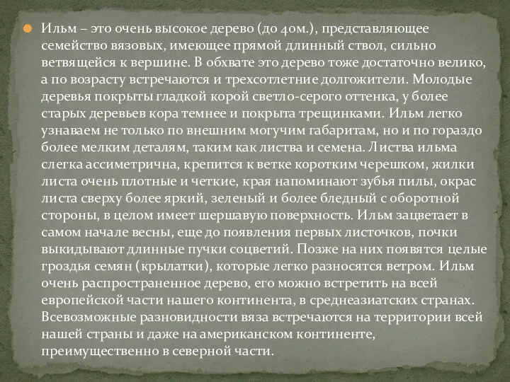 Ильм – это очень высокое дерево (до 40м.), представляющее семейство