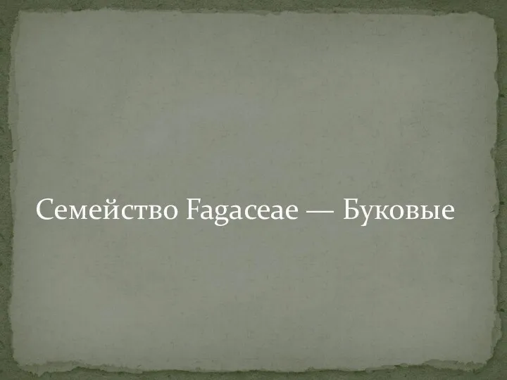 Семейство Fagaceae — Буковые